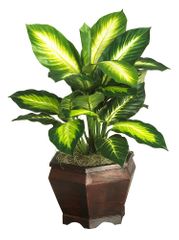 Golden Dieffenbachia with Wood Vase Silk Plant in Green - Nearly Natural - 6592-0507