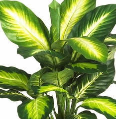 Golden Dieffenbachia with Wood Vase Silk Plant in Green - Nearly Natural - 6592-0507