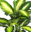 Golden Dieffenbachia with Wood Vase Silk Plant in Green - Nearly Natural - 6592-0507