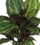 Maranta with Basket Silk Plant in Green - Nearly Natural - 6590-0506