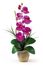 Phalaenopsis Silk Orchid Flower Arrangement in Orchid - Nearly Natural - 1016-OR