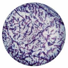 Rosco Blue Lavender Featherlight Colorizer Glass Gobo Pattern B Size