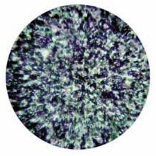 Rosco Green Blue Lavender Stippled Colorizer Glass Gobo Pattern B Size
