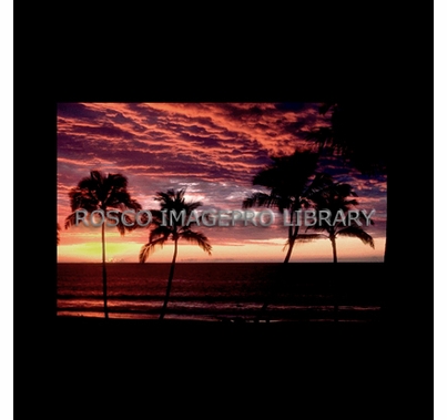 Rosco iPro Slide Palm Trees P7880