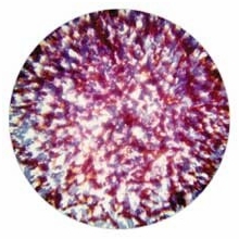 Rosco Red Blue Lavender Stippled Colorizer Glass Gobo 55006  B Size