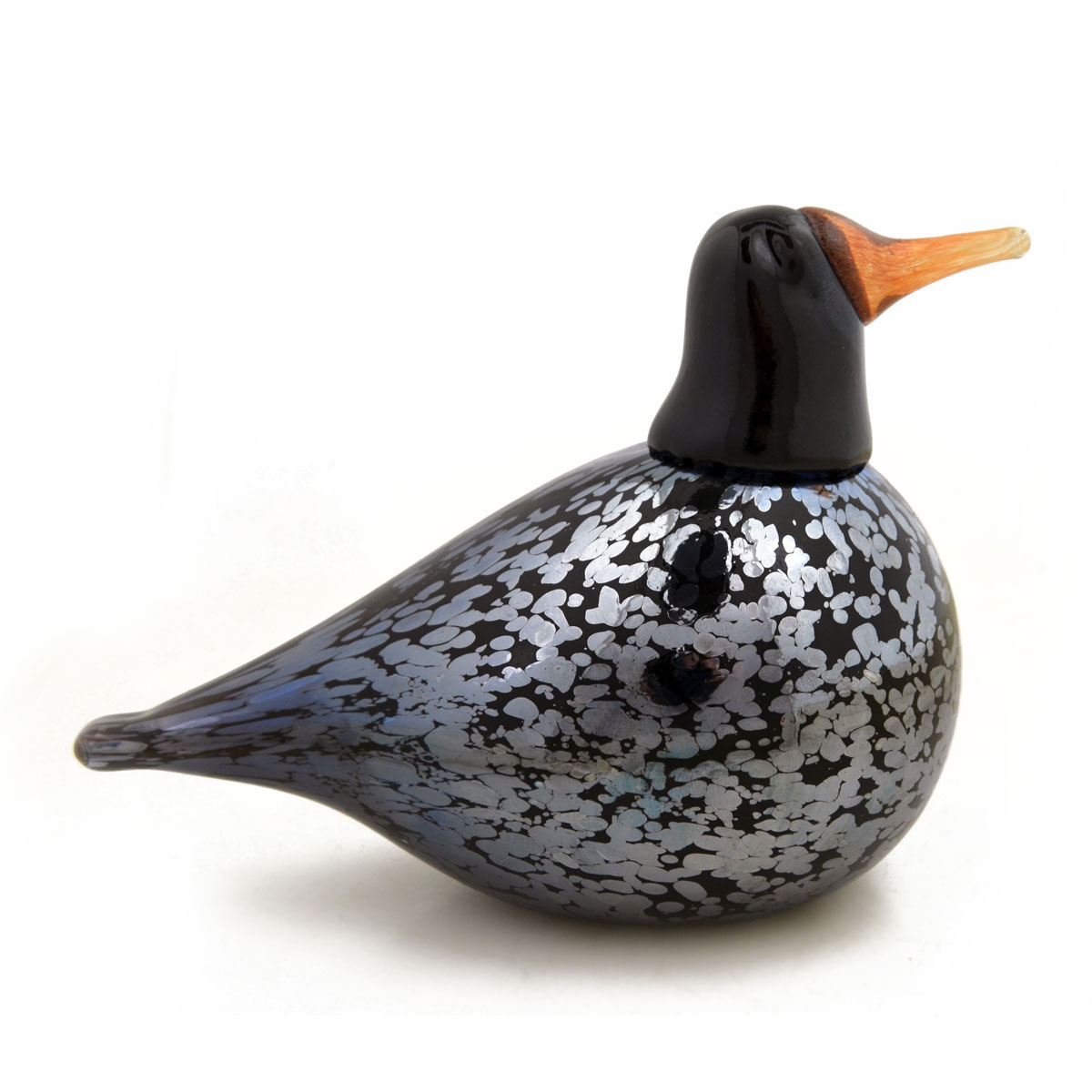 Bianco Blu Blackbird Bianco Blu