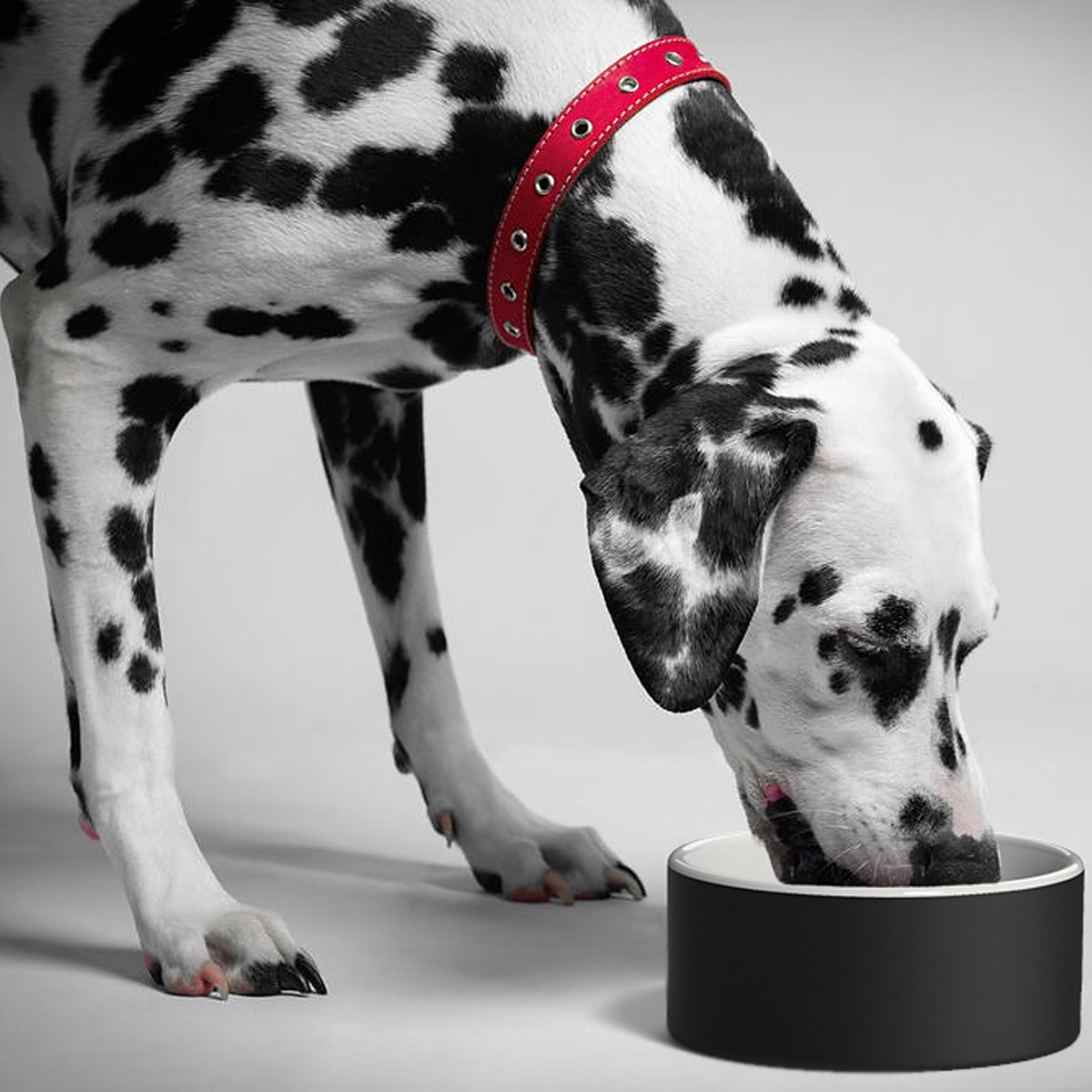 Magisso Slow Eating Bone Large Pet Bowl