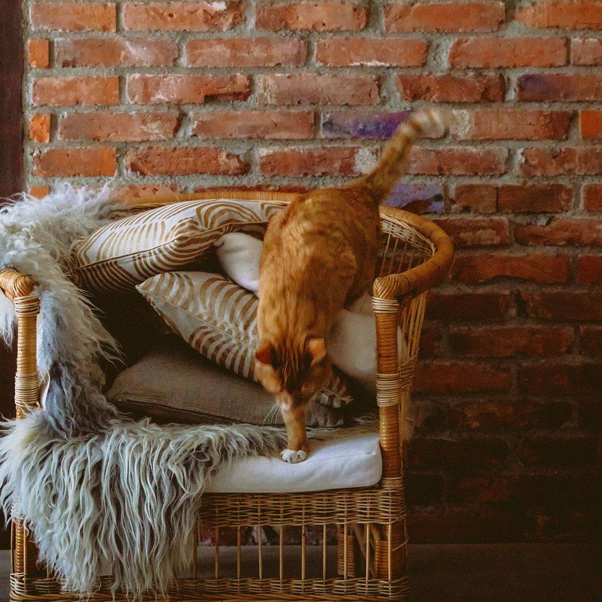 Pentik Vilja Beige / Gold Throw Pillow Pentik Throw Pillows, Blankets