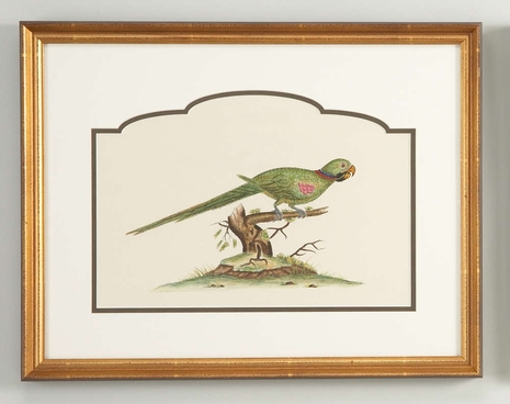 380291 Chelsea House Water Color On Paper Gold Frame And Contemporary Double Mat 32-0021A Alexandrine Parakeet