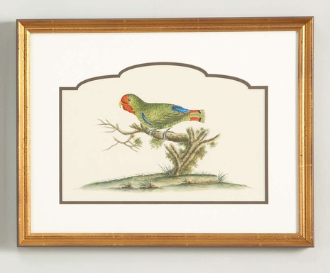 380292 Chelsea House Water Color On Paper Gold Frame And Contemporary Double Mat 32-0021B Guinea Parakeet