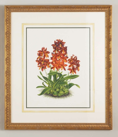 380300 Chelsea House Water Color On Paper "Gold Frame, Water Color Wash " Epidendrum VItellinu