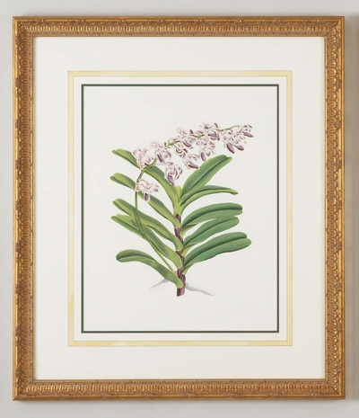 380303 Chelsea House Water Color On Paper "Gold Frame, Water Color Wash " Aer Crispum Warnerii