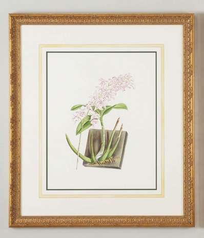 380305 Chelsea House Water Color On Paper "Gold Frame, Water Color Wash " Dend Kingianum Album