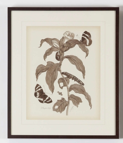 380430 Chelsea House Lithograph Print Brown Frame With V-Groove Mat Nature Study/Sepia-I