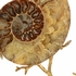 383275 Chelsea House Large Ammonoidea
