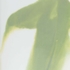 384021 Chelsea House Green Jizhou Vase (Lg)
