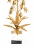 385166 Chelsea House Lily Of The Valley