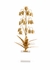 385166 Chelsea House Lily Of The Valley
