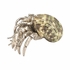 385854 Chelsea House 2.5in. Brass/Shell Hermit Crab Paperweight with Silver Plated/Jade Turbo Finish