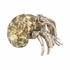 385854 Chelsea House 2.5in. Brass/Shell Hermit Crab Paperweight with Silver Plated/Jade Turbo Finish
