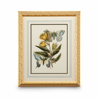 386096 Chelsea House Butterfly Oasis II