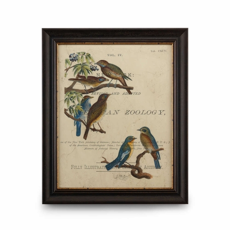 386133 Chelsea House Embellished Print Distressed Brown Frame With Gold VIntage Ornithology I