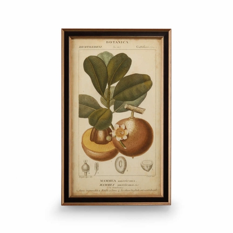 386172 Chelsea House Giclee Print Brown Exotic Botanica II
