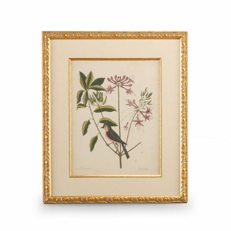 386175 Chelsea House Catesby Bird & Botanical I