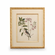 386175 Chelsea House Catesby Bird & Botanical I