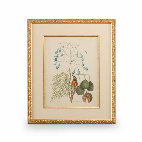 386176 Chelsea House Catesby Bird & Botanical II