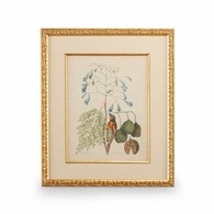 386176 Chelsea House Catesby Bird & Botanical II