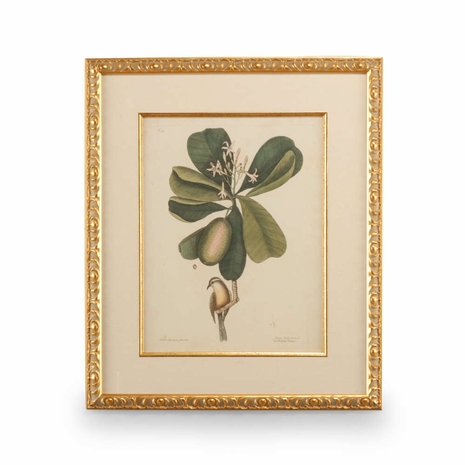 386177 Chelsea House Catesby Bird & Botanical III