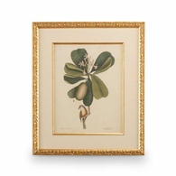 386177 Chelsea House Catesby Bird & Botanical III