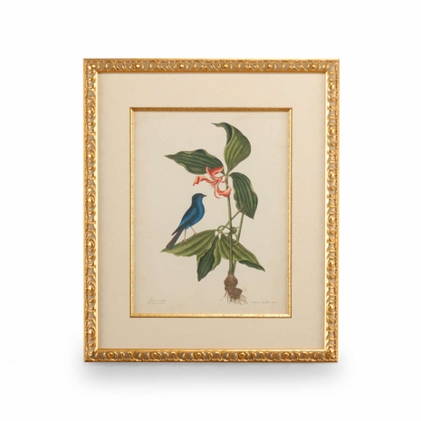 386178 Chelsea House Catesby Bird & Botanical IV