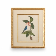 386178 Chelsea House Catesby Bird & Botanical IV