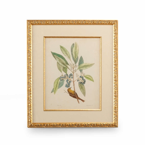 386179 Chelsea House Catesby Bird & Botanical V
