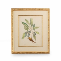 386179 Chelsea House Catesby Bird & Botanical V