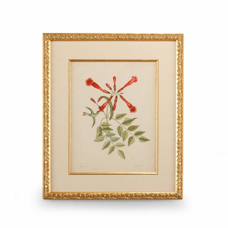 386180 Chelsea House Catesby Bird & Botanical VI