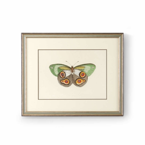 386309 Chelsea House Hand Colored Lithograph Ant Silver Frame-Double Mat Butterfly IV