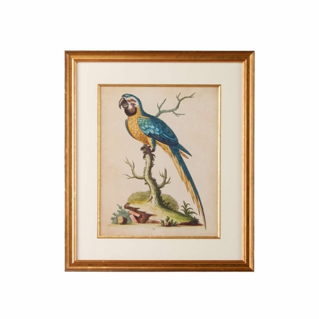 386478 Chelsea House Giclee Single Mat, Gold Fillet, Gold Frame Edwards Parrots II