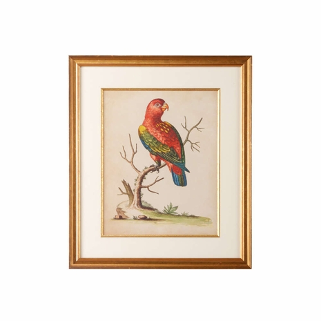 386480 Chelsea House Giclee Single Mat, Gold Fillet, Gold Frame Edwards Parrots IV