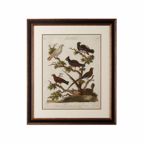386484 Chelsea House Giclee Double Mat, Antiqued Gold And Brown Frame Ornithology II