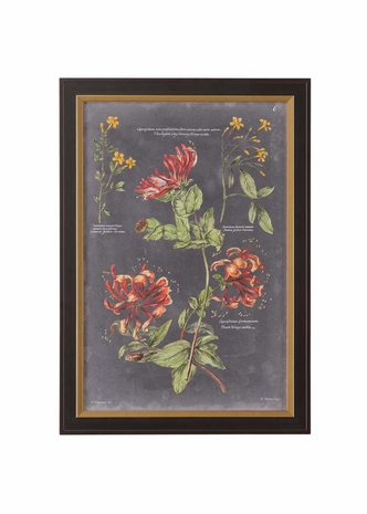 386572 Chelsea House Giclee Black Wood Frame - Gold Lip VIntage Botanical Chart II