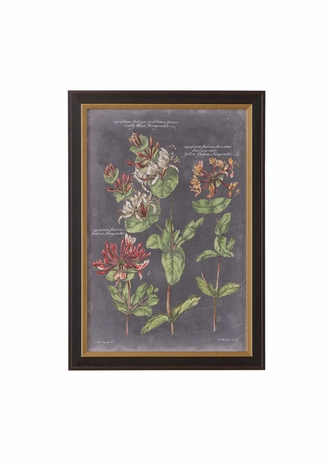 386574 Chelsea House Giclee Black Wood Frame - Gold Lip VIntage Botanical Chart IV