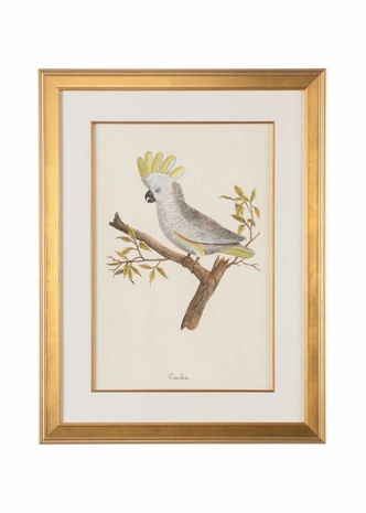 386645 Chelsea House Hand Colored Lithograph - Gold Frame Single Mat - Gold Fillet Cacatoa
