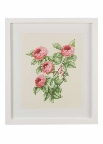 386702 Chelsea House Bradshaw Orrell Watercolor White Frame - White Double Mat Flower Study II