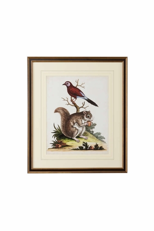 386788 Chelsea House Giclee Edwards Squirrel