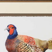 386807 Chelsea House Giclee Watercolor Pheasant II