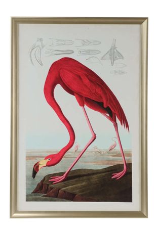 387126 Jamie Merida American Flamingo