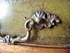 492173 Jonathan Charles Windsor Italian Lions Paw Desk